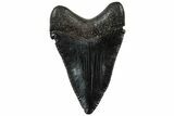 Serrated, Juvenile Megalodon Tooth - South Carolina #310490-1